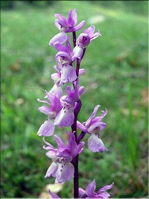 Orchis_mascula9199