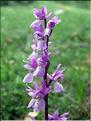 Orchis_mascula9199