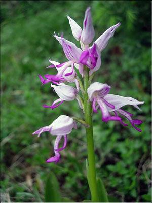 Orchis_militaris9143