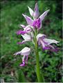 Orchis_militaris9143