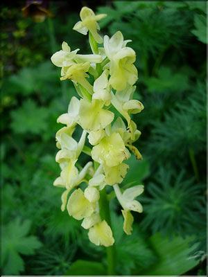 Orchis_pallens6227
