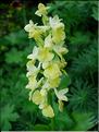 Orchis_pallens6227