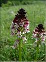 Orchis_ustulata9268