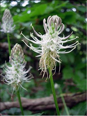 Phyteuma_spicatum6151