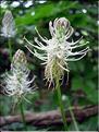 Phyteuma_spicatum6151