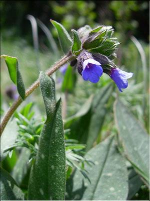 Pulmonaria_affinis9250