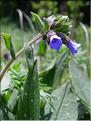 Pulmonaria_affinis9250
