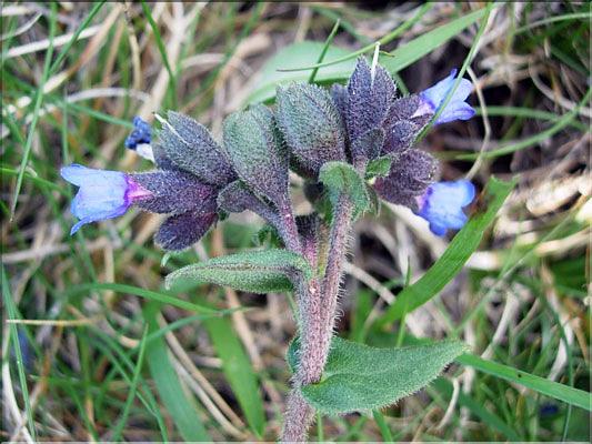 Pulmonaria_affinis9251