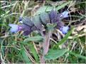Pulmonaria_affinis9251