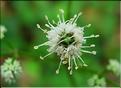 Sanicula_eurMD2400