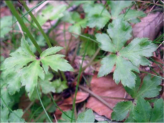 Sanicula_europaea9130
