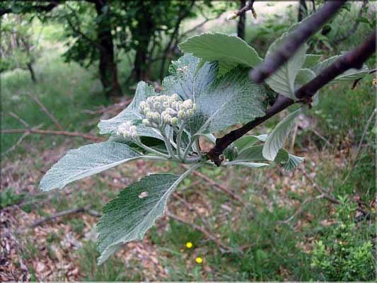 Sorbus_aria6147