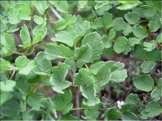 Thalictrum_minus9222