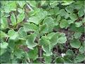 Thalictrum_minus9222