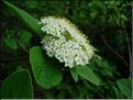 Viburnum_lantMD2446