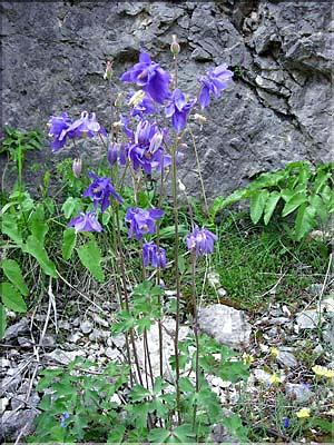 Aquilegia_vulgaris2594