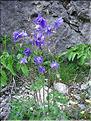 Aquilegia_vulgaris2594