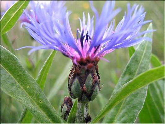 Centaurea_montana