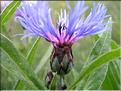 Centaurea_montana