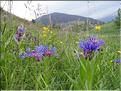 Centaurea_montana2