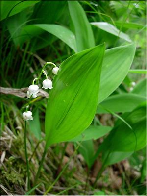 Convallaria_majalis2616