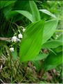 Convallaria_majalis2616
