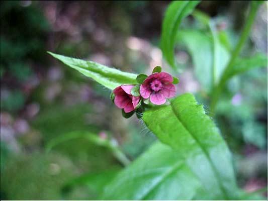 Cynoglossum_germanicum