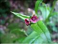 Cynoglossum_germanicum