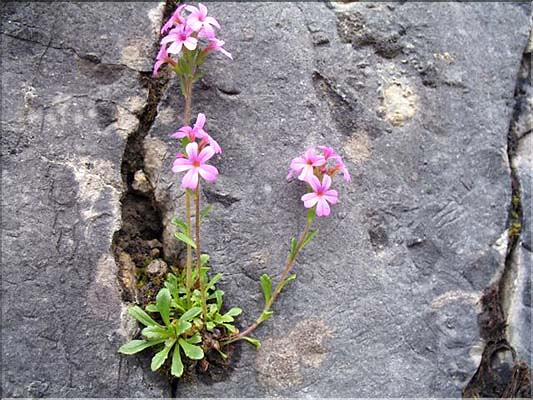 Erinus_alpinus