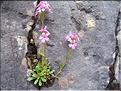 Erinus_alpinus