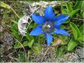 Gentiana_acaulis