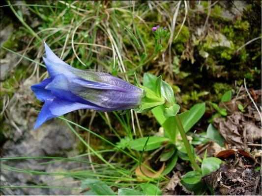 Gentiana_acaulis2608
