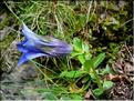 Gentiana_acaulis2608