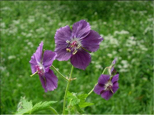 Geranium_phaeum2582