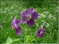 Geranium_phaeum2582