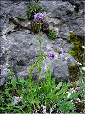 Globularia_vulgaris2591