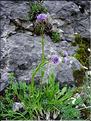 Globularia_vulgaris2591