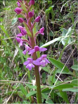 Gymnadenia_conopsea(200)