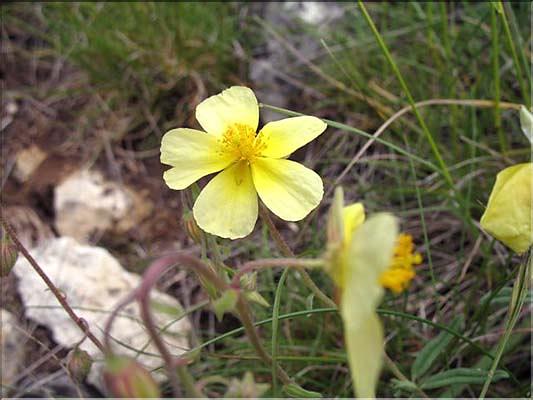 Helianthemum_nummularium (138)