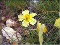 Helianthemum_nummularium (138)