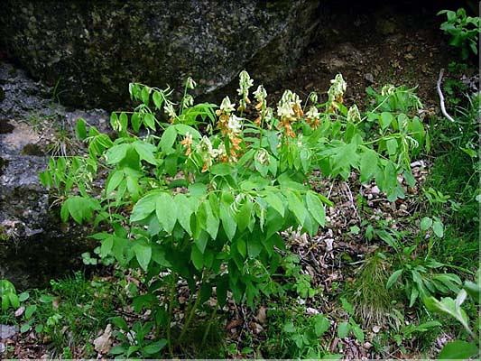 Lathyrus_ocidentalis2599
