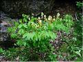 Lathyrus_ocidentalis2599