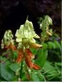Lathyrus_ocidentalis2600