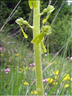 Listera_ovata(222)