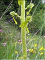 Listera_ovata(222)