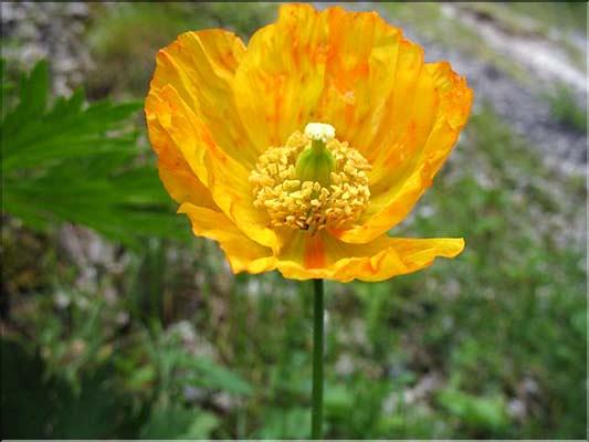 Meconopsis_cambrica