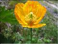 Meconopsis_cambrica