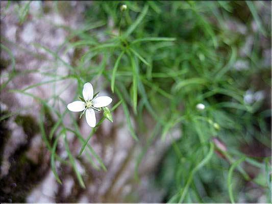 Moehringia_muscosa