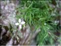 Moehringia_muscosa