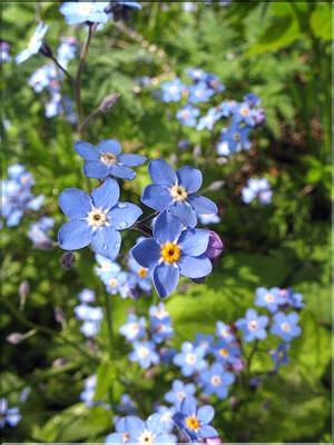 Myosotis_arvensis(176)
